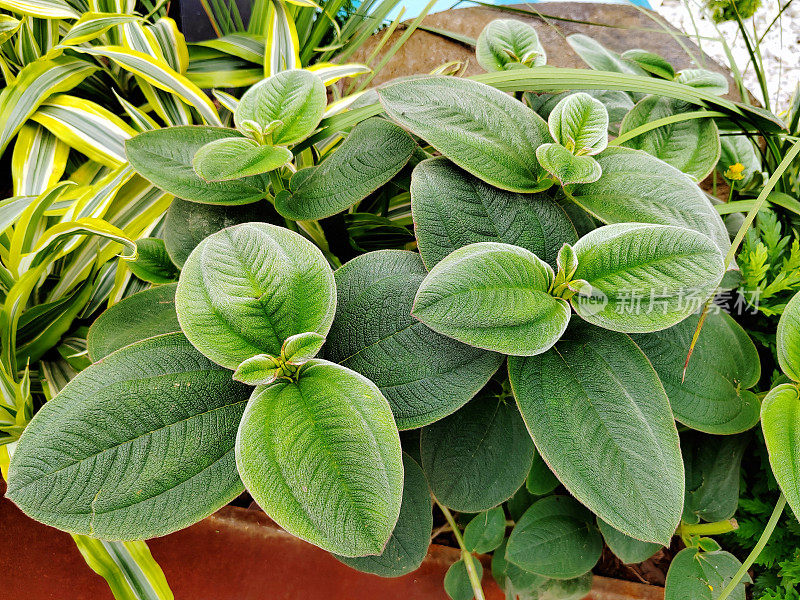 Tibouchina heteromalla